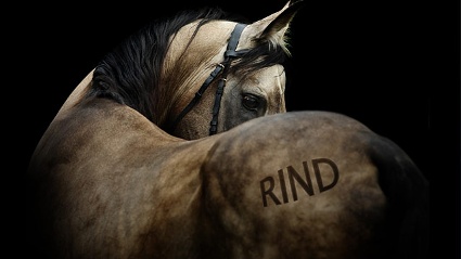 pferd-rind